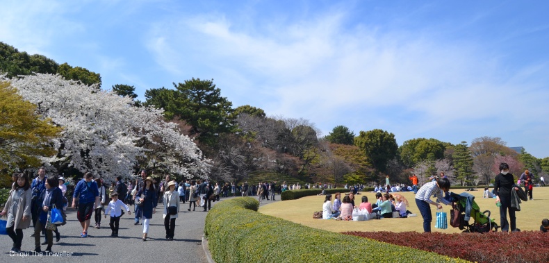 Imperial Palace Gardens sakura Tokio 4